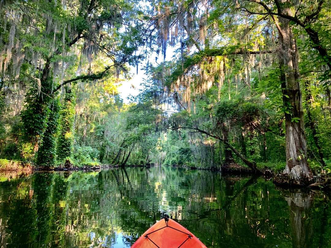 Guided Kayak Tours, Kayak & Paddle Board Rentals | Dora Canal, Florida - Adventure Outdoor Paddle